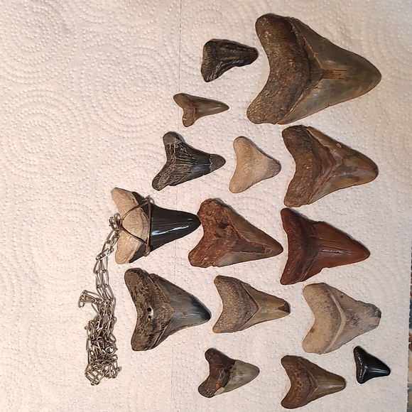 Sharks teeth - Picture 2 of 4